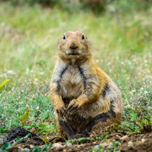 Prairie Dog