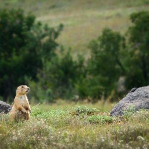 Oklahoma Prairie Dog Lookout