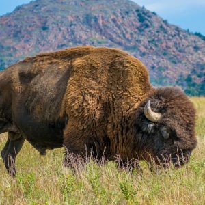 Oklahoma Bison