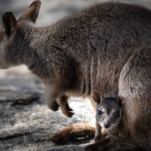 Wallaby Joey