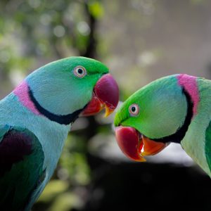 Kuranda Parakeets