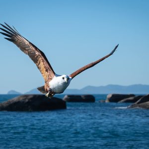 Whitebellied Sea Eagle