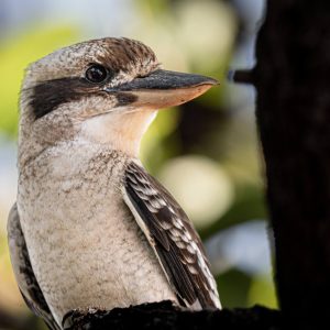 Kookaburra