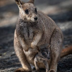Granite Gorge Wallabies